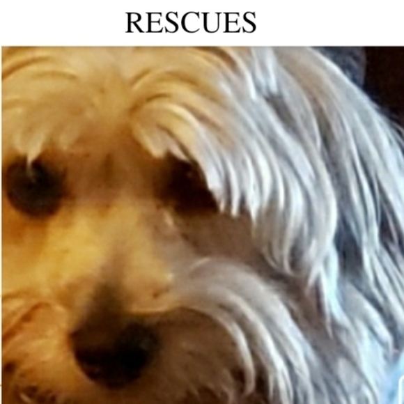 Like For LIVE shows-Jewelry & Collectibles For Animal Rescues. - Picture 14 of 16